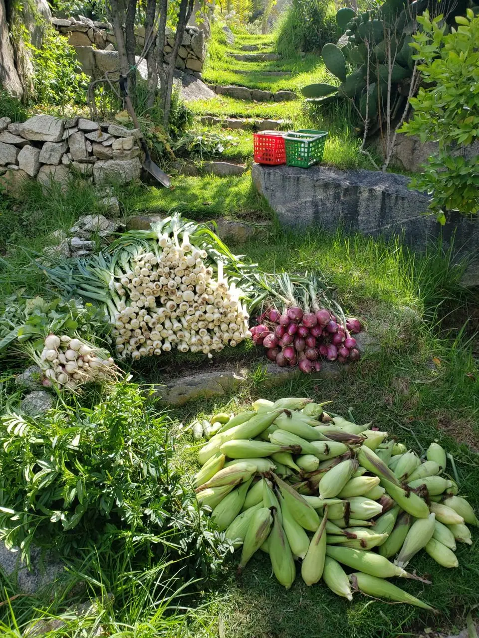 Cosecha de choclos, cebollas y rábanos sobre las terrazas de la huerta
