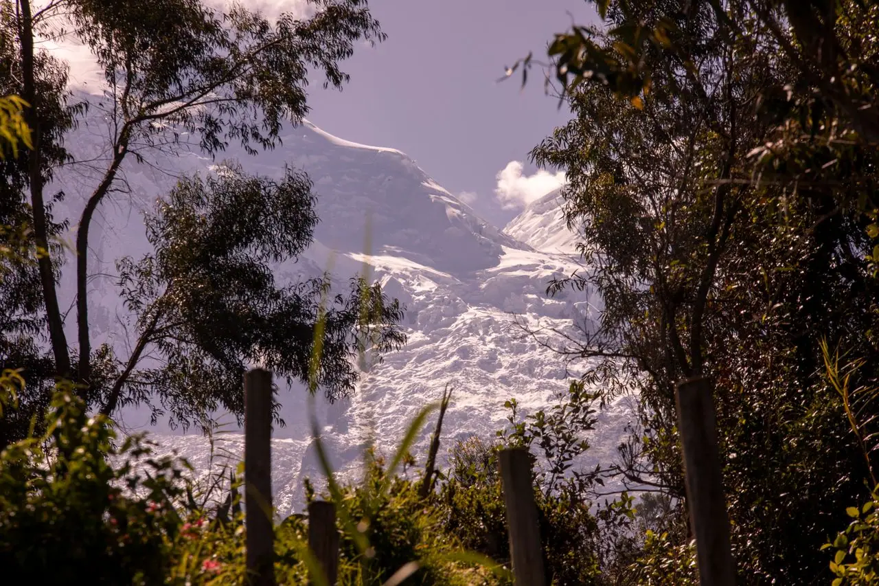 Glaciar del Huascarán entre eucaliptos al atardecer