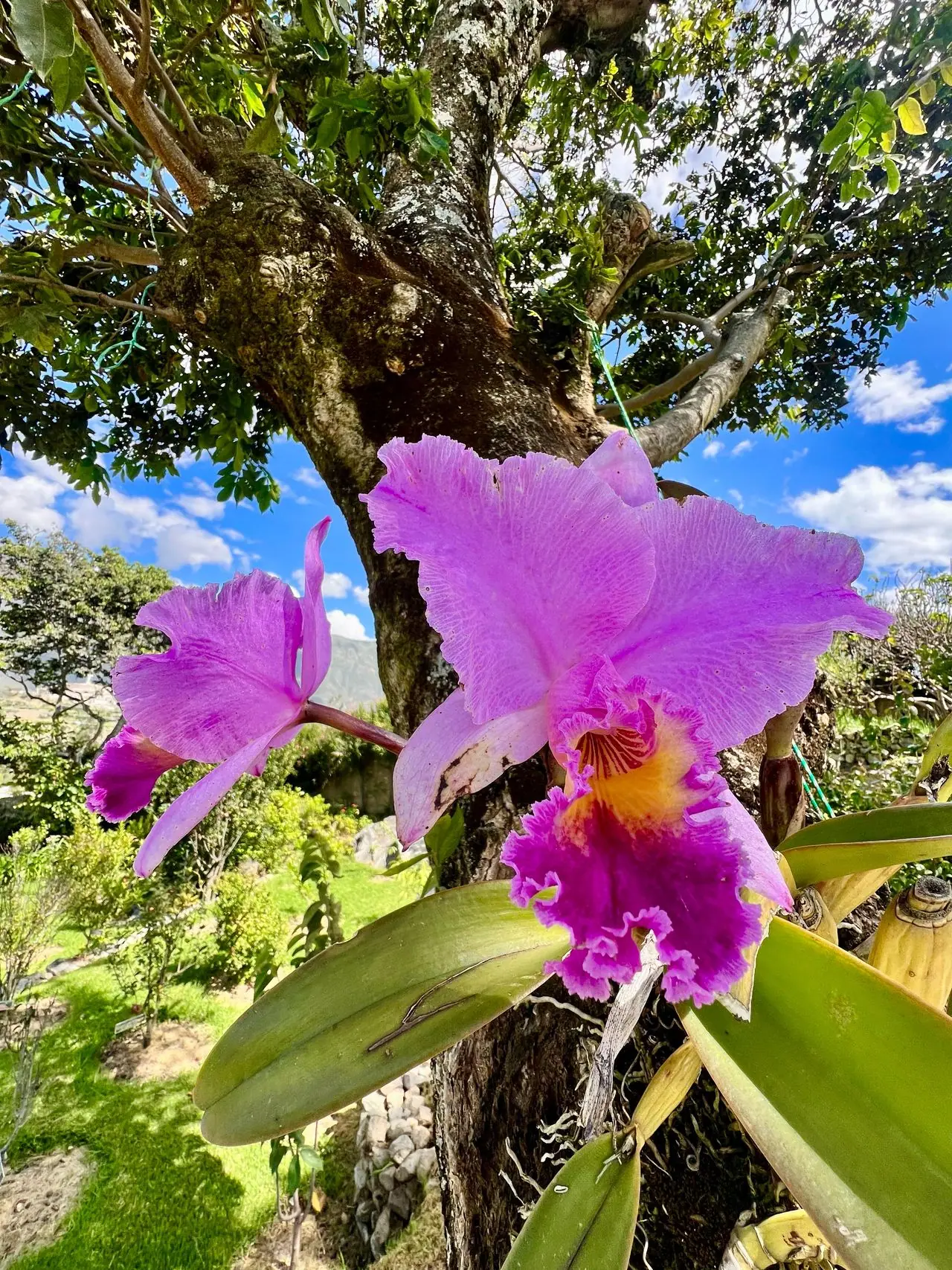 Orquídea morada florecida en el jardín botánico